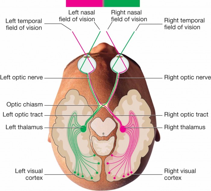 Optic nerve, optic chiasm, thalamus, and visual cortex.